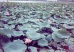 84- Water lilies on Hangzhou West Lake
