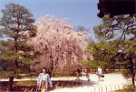 94- Cherry trees in Kyoto