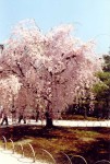 94- Cherry trees in Kyoto