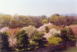 94- Cherry trees in Kyoto