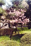 94- Cherry trees in Kyoto