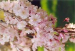 94- Cherry blossoms in Kyoto