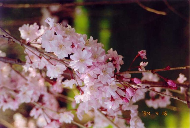 94- Cherry blossoms in Kyoto