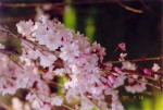 94- Cherry blossoms in Kyoto