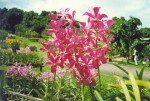 85- One of many orchids being farmed
