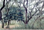 92- Louisiana