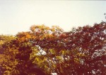 85- One of the 1000 different types of tree in th Kruger Park