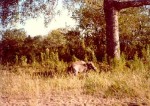 85- Warthog