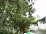 A young Baobob tree