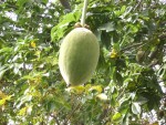 Baobob fruit