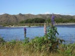Ahururi River view