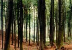 81- Beech forest near to Viernheim where I lived for a while
