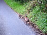 Pheasants on the road