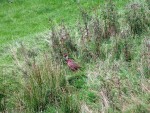 Pheasant in the field